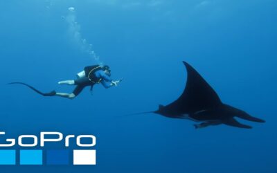 GoPro: Stunning Encounters with Sharks, Humpbacks, + Mantas in 4K