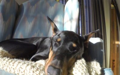 GoPro: Doberman Chases A Squirrel