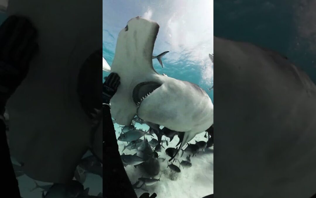 Go shark diving like never before 🦈 Behind the scenes with #Insta360 for #worldenvironmentday 👇#fyp