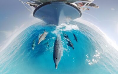 GoPro VR: Swimming with Wild Dolphins in the Ocean