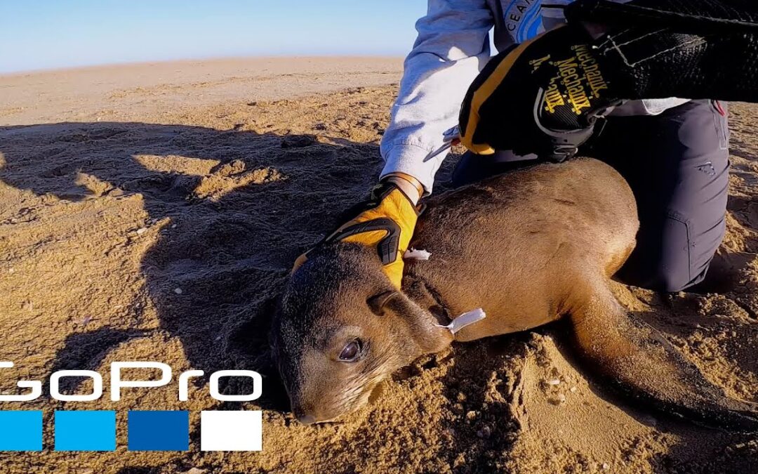 GoPro Cause: Rescuing Seals from Plastic Entanglement POV | Ocean Conservation Namibia