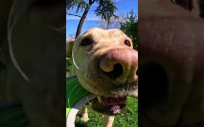 GoPro | Dog Steals Frisbee + Camera 🎬 Paula Carrizo #Shorts