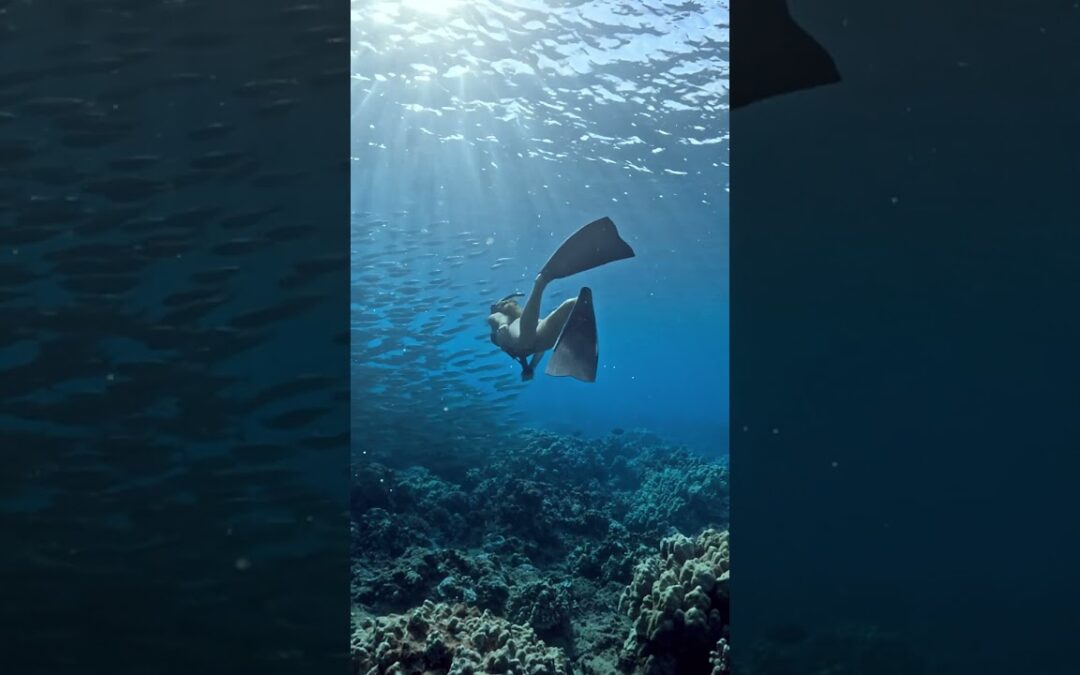 GoPro: Swimming Through a Swarm of Fish