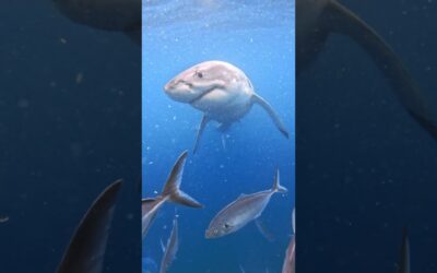 GoPro | Face-to-Face with a Great White Shark 🎬 Alex Kydd #Shorts