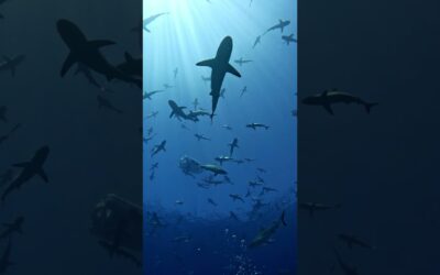 GoPro | Surrounded by Hundreds of Sharks 🎬 Joshua Shankle #Shorts
