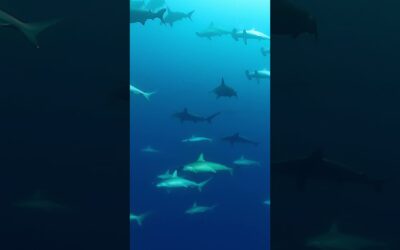 GoPro | Diving with a Swarm of Hammerhead Sharks 🎬 Tatsuro Yamada #Shorts