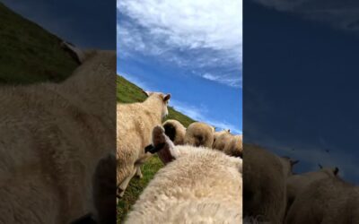 GoPro | Mounted on a Sheep 🎬 Benn Whitehead #Shorts