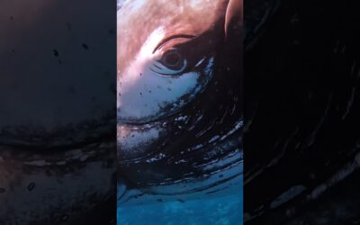 GoPro | Face-to-Face with a Humpback Whale 🎬 Joaquin Fregoni #Shorts