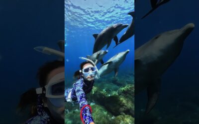 GoPro | Close Encounter with a Dolphin Pod 🎬 Sayaka Muramoto #Shorts