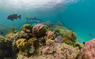 GoPro Awards: Fusion Reef Radio