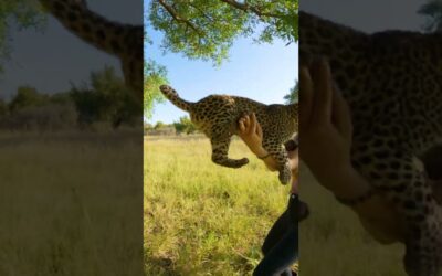 GoPro | Baby Leopard Cuteness Overload 🎬 Lisa Tora Jaqueline Kytösaho #Shorts