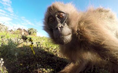 GoPro: Playing Around with Monkeys in Africa