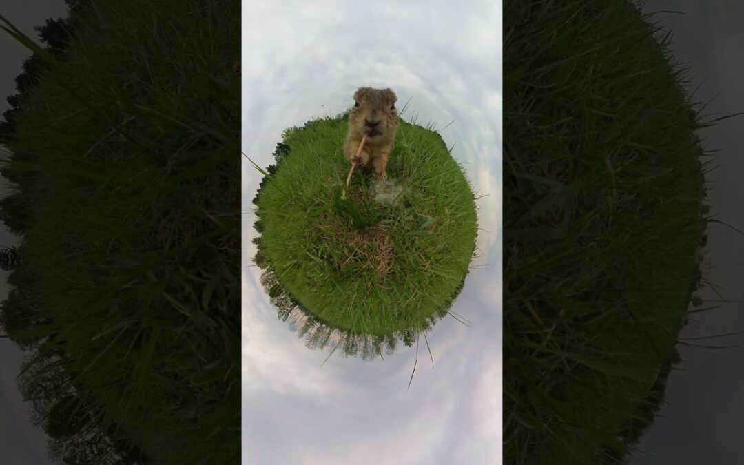 Forget apes, this is (tiny) Planet of the Squirrels 🌍 #Insta360 #NationalWildlifeDay #animals #fyp