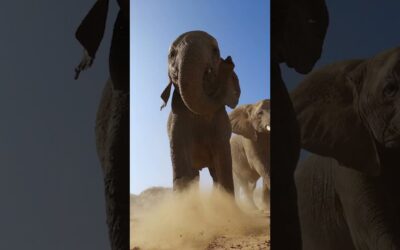 GoPro | Herd of Elephants Nearly Stomp on Camera 🎬 JC Pieri #Elephants #Shorts