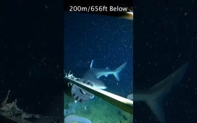 Under the deep blue sea! 🌊📹: @josh_grimshaw_outdoors#DriftUSA #DriftInnovation #Underwater