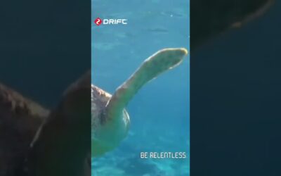 Explore the ocean’s beauty! 🌊📹: @daniel_ziemer#DriftUSA #DriftInnovation #Underwater
