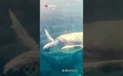Explore the ocean in HD! 🐢📹: @daniel_ziemer#DriftUSA #DriftInnovation #Underwater #Seacreatures