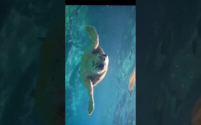 Sun, surf, and plenty of ocean! ⛵📹: @daniel_ziemer#DriftUSA #DriftInnovation #Seaside #Beach