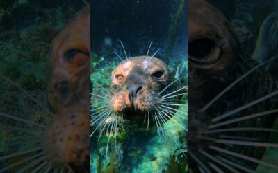 GoPro | Curious Seal Kisses Camera 🎬 Jordan Manning #Shorts #Wildlife