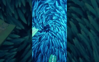 GoPro | Mesmerizing Bait Ball POV 🎬 Nathan Minatta #Shorts #Diving