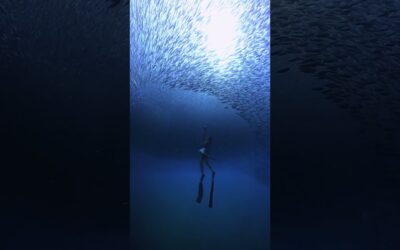 GoPro | Stunning Fish Tornado in Okinawa 🎬 Kana Hirashige #Shorts #Freediving