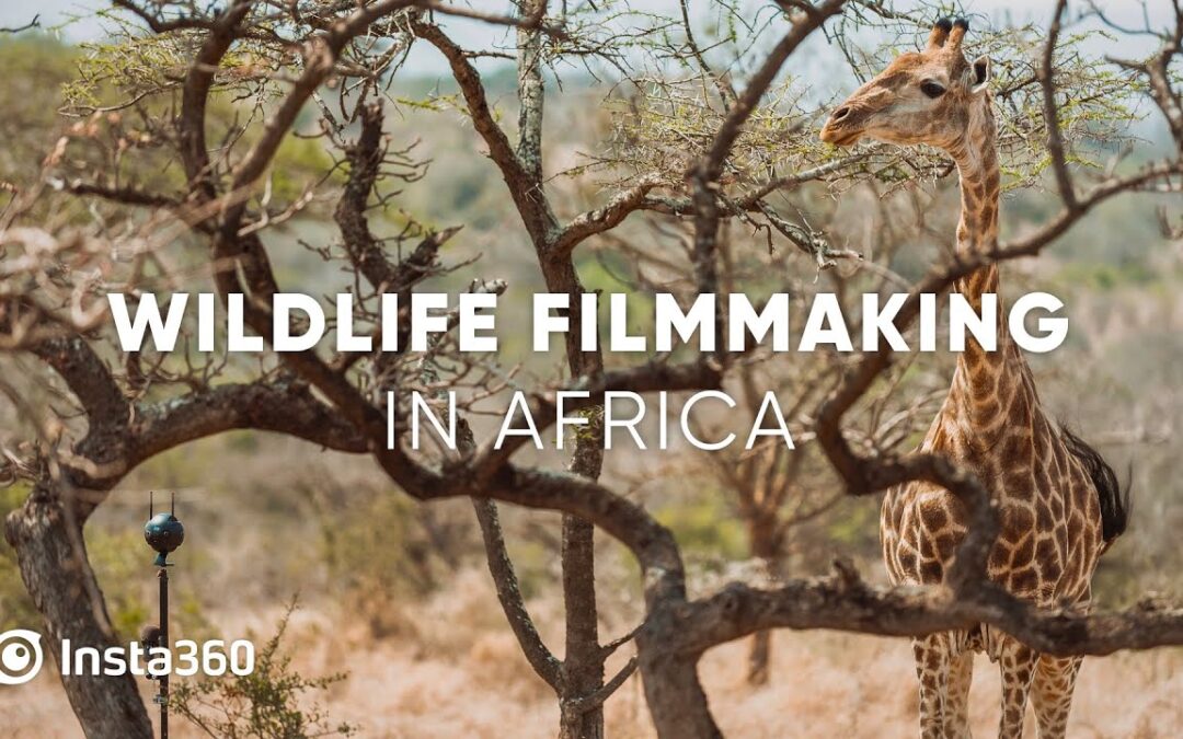 Behind the Scenes: Wildlife Filmmaking in the African Savannah