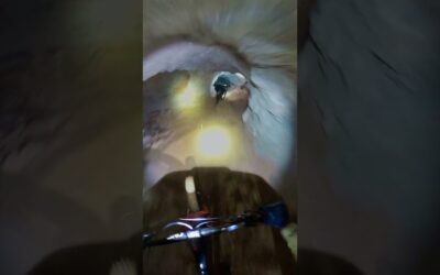 GoPro | Abandoned Mine Shaft MTB POV 🎬 Jono Jones #Shorts #MTB