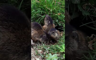 GoPro | Groundhogs Looking for their Shadows #Shorts #GroundhogDay