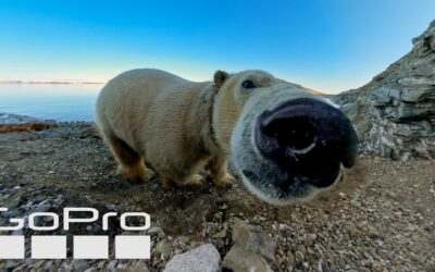 GoPro: Face-to-Face with a Polar Bear