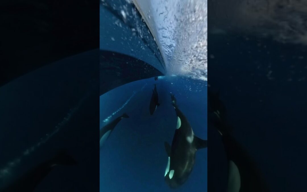 Unreal dive with my sea tribe 🐋 #Insta360 #orcas #sealife #wildlife #animals #videography #shorts