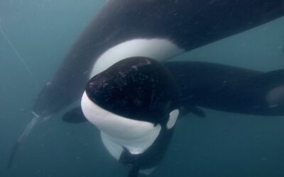 GoPro: Orca Rescue in 4K