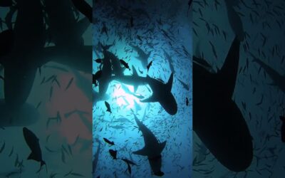 GoPro | Bull Shark Feeding Frenzy 🎬 Ke Han Koh #Shorts #SharkWeek