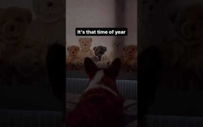 The most festive #Insta360DogMode EVER ❄️#Insta360 #christmas #camera #vlog #doglover #corgi #shorts