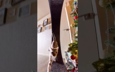 The kitty wheel hack 🐈 Round and round she goes 🐱     #Insta360 #cat #kitten #shorts #pov #fyp