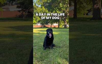 POV: You’re reincarnated as a dog and life is sweeeeet 👀#Insta360 #dog #pov #doglover ##shorts #fyp