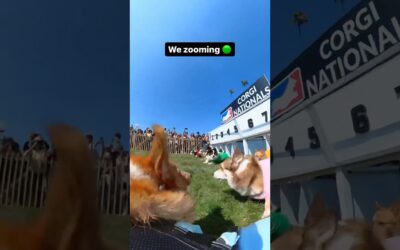 Corgi racing could be our new YouTube rabbit hole 😍 #Insta360 #corgi #dograce #funny #shorts #fyp