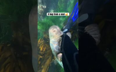 Cute Seal Hugging a Scuba Diver 🎬 Michael Boyd #Shorts #Seal