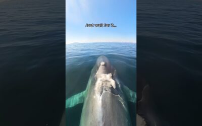 Try hitching a ride on a mucus express 🐳 #Insta360 #whale #whales #wildlife #sealife #shorts #fyp