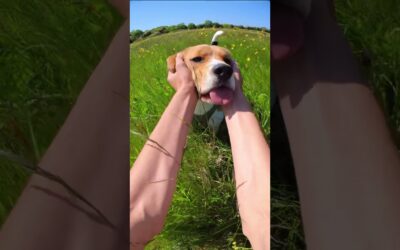 Run Buddy Run! 🐶🐾 #Insta360 #Insta360DogMode #doglover #puppy #friends #vlog #shorts #fyp