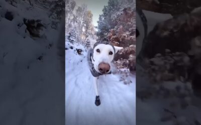 🐶 psst, time for a giveaway! Check out the pinned comment for details 😎 #insta360 #giveaway #shorts