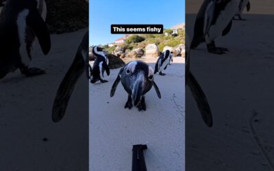 Nothing like #EarthDay to get up close to wildlife. They were pretty curious about #Insta360X4 🐧