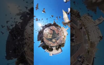 A rare scene from Pigeon Planet 👀 👀 #insta360 #insta360x3 #videography #shorts #fyp