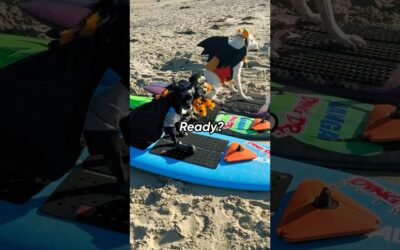 🔞 WARNING: Spooky Halloween footage! #Insta360 #halloween #Insta360DogMode #dog #funny #shorts