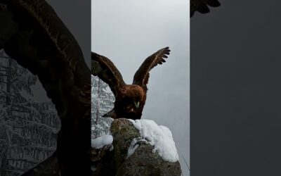 GoPro | Rare Video of a Golden Eagle 🎬 Baldovino Midali #Shorts #Wildlife