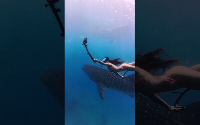 Just us getting those shots you can’t even believe are real 🐋🙌 #Insta360 #whaleshark #shorts #fyp