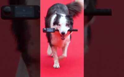 Feelin’ red carpet-ready with Messi the Dog 👀 #Insta360 making big moves at #CannesFilmFestival 👏