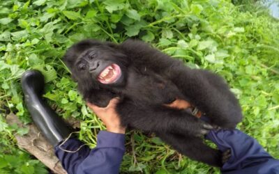 GoPro Cause: Gorilla Tickling at the GRACE Center