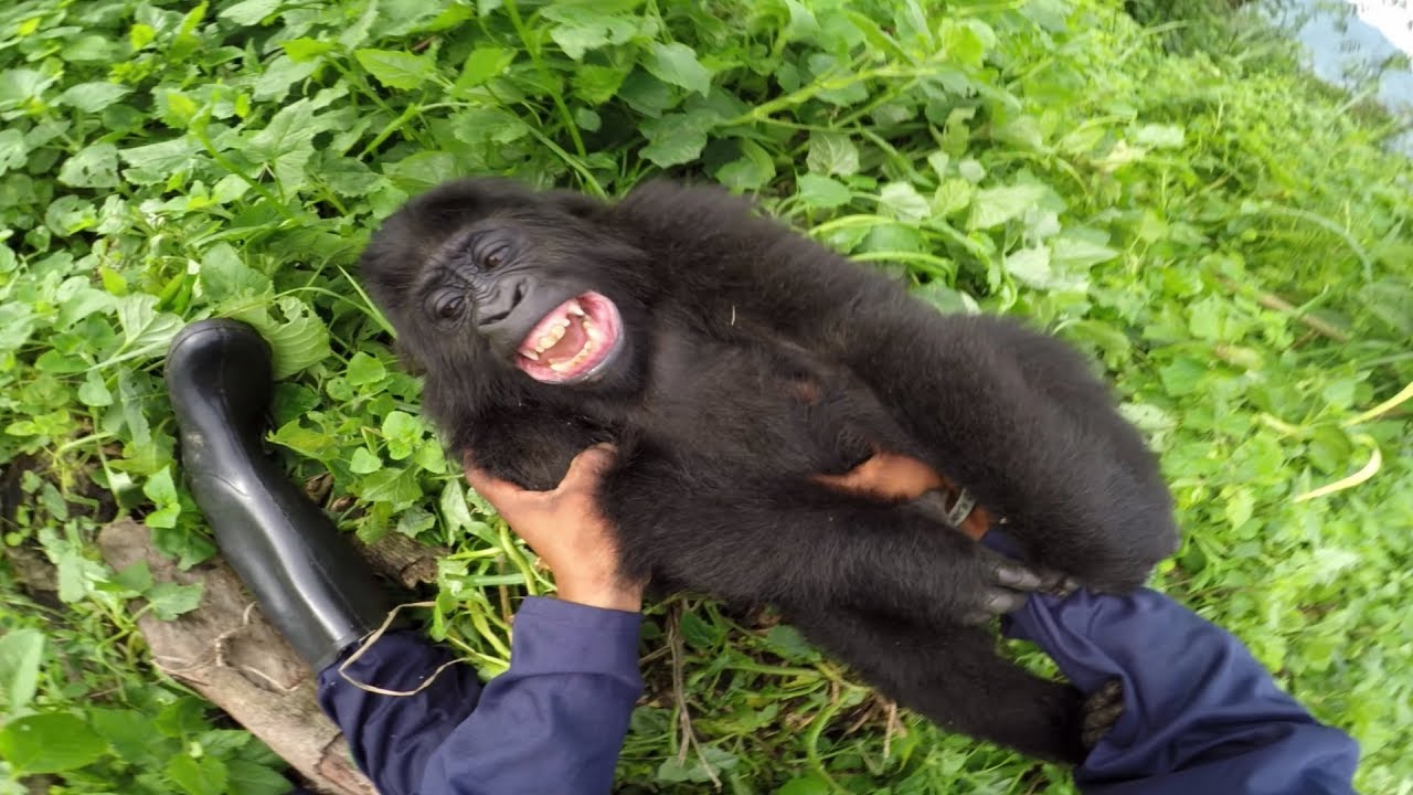 GoPro Cause Gorilla Tickling at the GRACE Center GoPro Times(02)