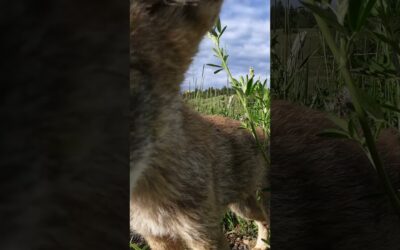 Wild Coyote Puppy Finds GoPro 🎬 Mitchell Cheek #Shorts #Animals
