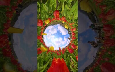 POV: You’re an insect in a tulip field 🐝🌷🪐 #shorts #POV #videography